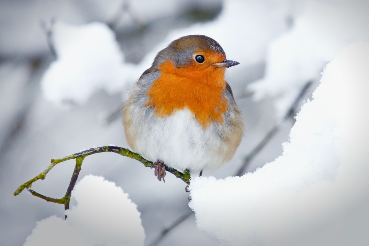 Pettirosso nella neve