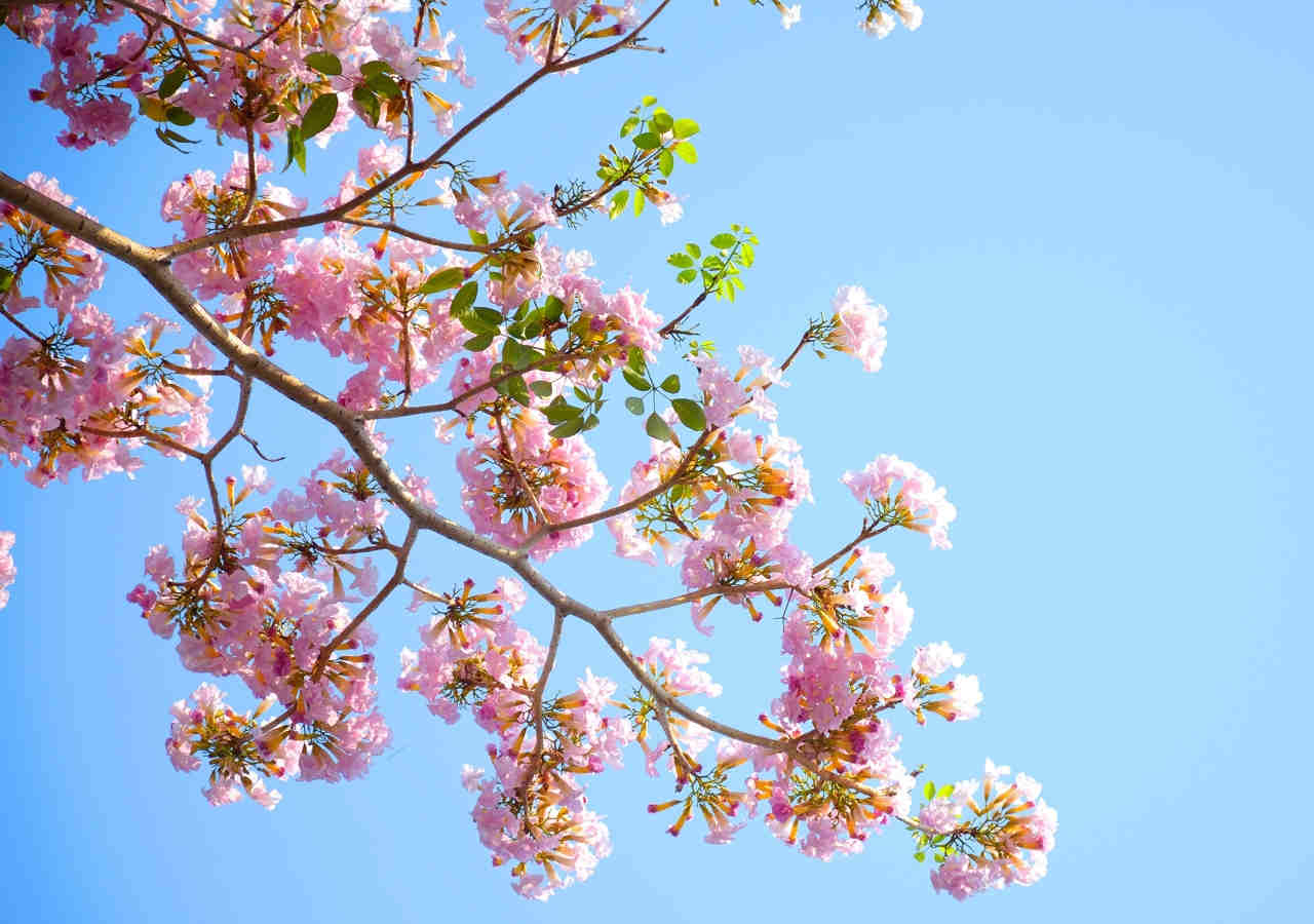 primavera